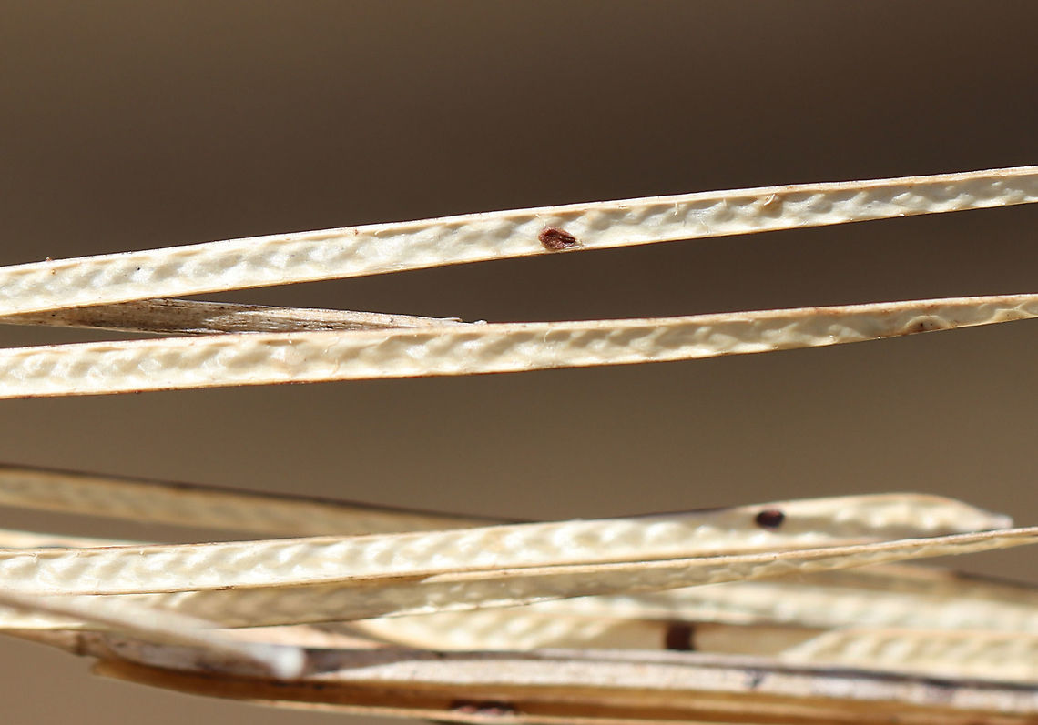 Hairy Bittercress - Cardamine hirsuta I thought this was some kind of grass until someone IDed it as Cardamine hirsuta for me!<br />
<br />
Habitat: Meadow Cardamine hirsuta,Geotagged,Hairy bittercress,United States,Winter