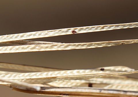 Hairy Bittercress - Cardamine hirsuta I thought this was some kind of grass until someone IDed it as Cardamine hirsuta for me!

Habitat: Meadow Cardamine hirsuta,Geotagged,Hairy bittercress,United States,Winter