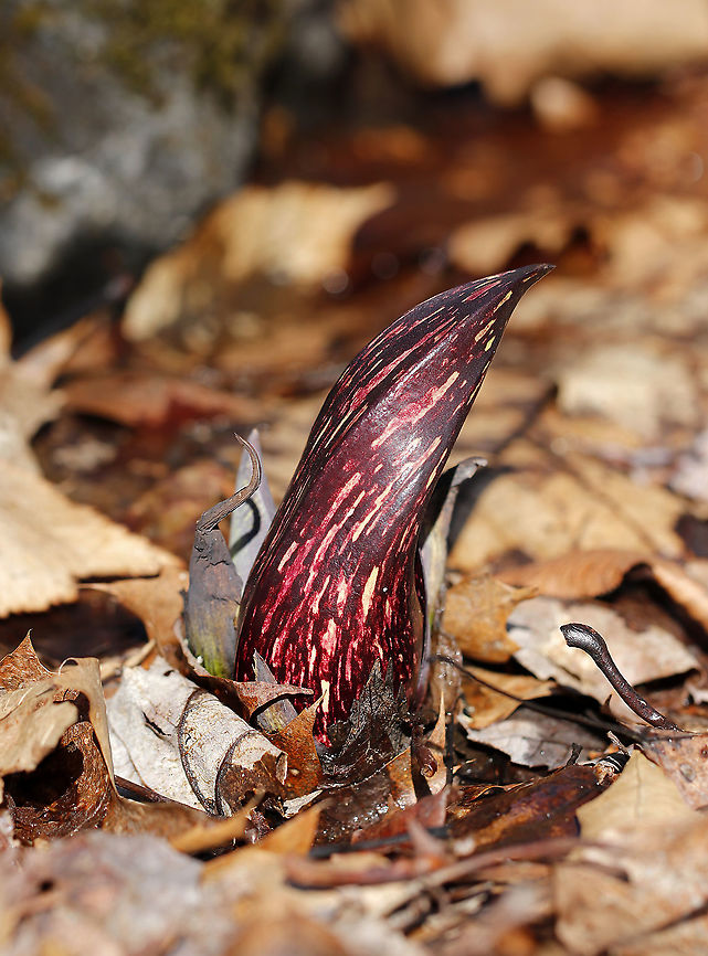 Eastern Skunk Cabbage - Symplocarpus foetidus This one had a fantastic pattern!<br />
<br />
Habitat: Wetland edge Eastern skunk cabbage,Geotagged,Symplocarpus,Symplocarpus foetidus,United States,Winter,skunk cabbage