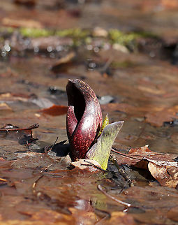 Eastern Skunk Cabbage - Symplocarpus foetidus Habitat: Wetland  Eastern skunk cabbage,Geotagged,Symplocarpus foetidus,United States,Winter