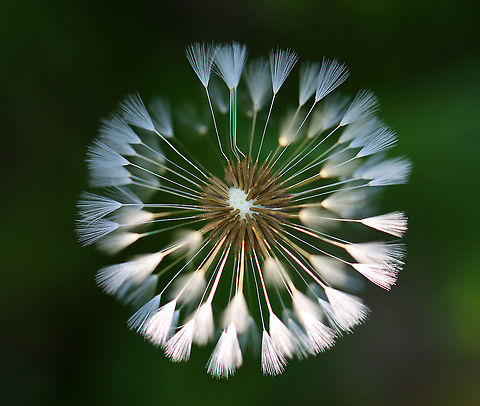 Dandelion Blowball - Taraxacum officinale in United States.