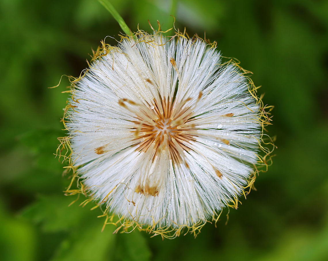 Coltsfoot Blowball - Tussilago farfara A perennial, herbaceous plant whose flowers resemble a dandelion. Flowers bloom on leafless stems with the leaves appearing later.<br />
<br />
The genus name comes from the Latin word &quot;tussis&quot; (cough), which alludes to the plant&#039;s reputation as a treatment for coughs. The leaves and flowers of this plant are still used in herbal medicine as an expectorant. However, it has been found to contain traces of liver affecting pyrrolizidine alkaloids, which may be toxic in large doses.<br />
<br />
Habitat: Wetland Coltsfoot,Geotagged,Spring,Tussilago,Tussilago farfara,United States,blowball,seed head