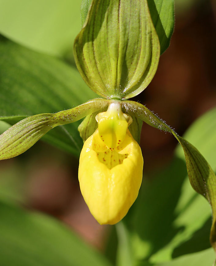 Greater Yellow Lady's Slipper - Cypripedium parviflorum Large, yellow flower on the end of a leafy stalk. Flowers have an inflated, yellow, pouch-shaped lip petal.<br />
This flower is listed as "Exploitably Vulnerable" in New York. This designation means that this species is likely to become threatened in the near future throughout its range if causal factors continue unchecked.<br />
<br />
Habitat: Wetland<br />
<figure class="photo"><a href="https://www.jungledragon.com/image/94620/greater_yellow_ladys_slipper_-_cypripedium_parviflorum.html" title="Greater Yellow Lady's Slipper - Cypripedium parviflorum"><img src="https://s3.amazonaws.com/media.jungledragon.com/images/3232/94620_thumb.jpg?AWSAccessKeyId=05GMT0V3GWVNE7GGM1R2&Expires=1770854410&Signature=xt7I99iImNscaf2MnysdnhG%2FTH8%3D" width="108" height="152" alt="Greater Yellow Lady's Slipper - Cypripedium parviflorum Large, yellow flower on the end of a leafy stalk. Flowers have an inflated, yellow, pouch-shaped lip petal.<br />
This flower is listed as "Exploitably Vulnerable" in New York. This designation means that this species is likely to become threatened in the near future throughout its range if causal factors continue unchecked.<br />
<br />
Habitat: Wetland<br />
https://www.jungledragon.com/image/94618/greater_yellow_ladys_slipper_-_cypripedium_parviflorum.html<br />
https://www.jungledragon.com/image/94619/greater_yellow_ladys_slipper_-_cypripedium_parviflorum.html Cypripedium parviflorum,Geotagged,Spring,United States,Yellow lady's slipper" /></a></figure><br />
<figure class="photo"><a href="https://www.jungledragon.com/image/94619/greater_yellow_ladys_slipper_-_cypripedium_parviflorum.html" title="Greater Yellow Lady's Slipper - Cypripedium parviflorum"><img src="https://s3.amazonaws.com/media.jungledragon.com/images/3232/94619_thumb.jpg?AWSAccessKeyId=05GMT0V3GWVNE7GGM1R2&Expires=1770854410&Signature=15Do8EhpuTRNQh0UFs4iYL8FZZI%3D" width="84" height="152" alt="Greater Yellow Lady's Slipper - Cypripedium parviflorum Large, yellow flower on the end of a leafy stalk. Flowers have an inflated, yellow, pouch-shaped lip petal.<br />
This flower is listed as "Exploitably Vulnerable" in New York. This designation means that this species is likely to become threatened in the near future throughout its range if causal factors continue unchecked.<br />
<br />
Habitat: Wetland<br />
https://www.jungledragon.com/image/94620/greater_yellow_ladys_slipper_-_cypripedium_parviflorum.html<br />
https://www.jungledragon.com/image/94618/greater_yellow_ladys_slipper_-_cypripedium_parviflorum.html Cypripedium parviflorum,Geotagged,Spring,United States,Yellow lady's slipper" /></a></figure> Cypripedium,Cypripedium parviflorum,Geotagged,Spring,United States,Yellow lady's slipper,lady's slipper