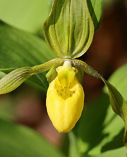 Greater Yellow Lady's Slipper - Cypripedium parviflorum Large, yellow flower on the end of a leafy stalk. Flowers have an inflated, yellow, pouch-shaped lip petal.
This flower is listed as "Exploitably Vulnerable" in New York. This designation means that this species is likely to become threatened in the near future throughout its range if causal factors continue unchecked.

Habitat: Wetland
https://www.jungledragon.com/image/94620/greater_yellow_ladys_slipper_-_cypripedium_parviflorum.html
https://www.jungledragon.com/image/94619/greater_yellow_ladys_slipper_-_cypripedium_parviflorum.html Cypripedium,Cypripedium parviflorum,Geotagged,Spring,United States,Yellow lady's slipper,lady's slipper