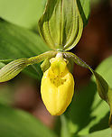 Greater Yellow Lady's Slipper - Cypripedium parviflorum Large, yellow flower on the end of a leafy stalk. Flowers have an inflated, yellow, pouch-shaped lip petal.<br />
This flower is listed as "Exploitably Vulnerable" in New York. This designation means that this species is likely to become threatened in the near future throughout its range if causal factors continue unchecked.<br />
<br />
Habitat: Wetland<br />
https://www.jungledragon.com/image/94620/greater_yellow_ladys_slipper_-_cypripedium_parviflorum.html<br />
https://www.jungledragon.com/image/94619/greater_yellow_ladys_slipper_-_cypripedium_parviflorum.html Cypripedium,Cypripedium parviflorum,Geotagged,Spring,United States,Yellow lady's slipper,lady's slipper