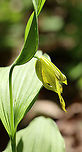 Greater Yellow Lady's Slipper - Cypripedium parviflorum Large, yellow flower on the end of a leafy stalk. Flowers have an inflated, yellow, pouch-shaped lip petal.<br />
This flower is listed as "Exploitably Vulnerable" in New York. This designation means that this species is likely to become threatened in the near future throughout its range if causal factors continue unchecked.<br />
<br />
Habitat: Wetland<br />
https://www.jungledragon.com/image/94620/greater_yellow_ladys_slipper_-_cypripedium_parviflorum.html<br />
https://www.jungledragon.com/image/94618/greater_yellow_ladys_slipper_-_cypripedium_parviflorum.html Cypripedium parviflorum,Geotagged,Spring,United States,Yellow lady's slipper