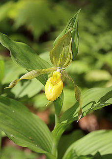 Greater Yellow Lady's Slipper - Cypripedium parviflorum Large, yellow flower on the end of a leafy stalk. Flowers have an inflated, yellow, pouch-shaped lip petal.
This flower is listed as "Exploitably Vulnerable" in New York. This designation means that this species is likely to become threatened in the near future throughout its range if causal factors continue unchecked.

Habitat: Wetland
https://www.jungledragon.com/image/94618/greater_yellow_ladys_slipper_-_cypripedium_parviflorum.html
https://www.jungledragon.com/image/94619/greater_yellow_ladys_slipper_-_cypripedium_parviflorum.html Cypripedium parviflorum,Geotagged,Spring,United States,Yellow lady's slipper
