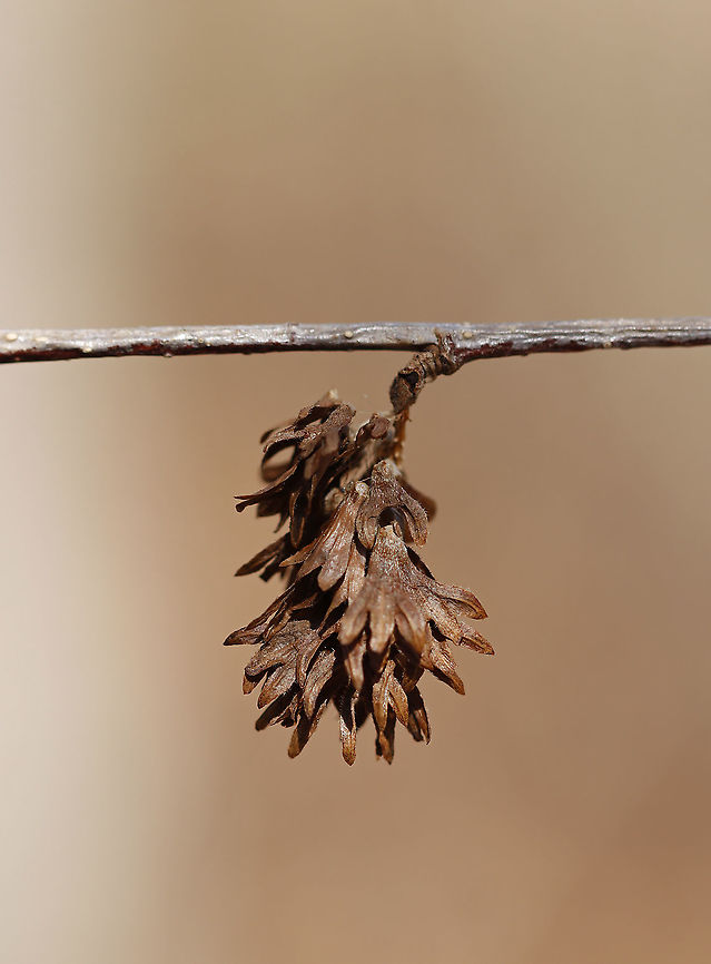 Yellow Birch Catkin - Betula alleghaniensis Cone-like catkins with many hairy scales containing 2-winged nutlets. They mature in autumn and disperse in winter.<br />
<br />
Fun fact: The twigs smell like wintergreen when scraped or broken. Also, birch can be tapped for sap to make syrup. It isn&#039;t as sweet as maple syrup and has a stronger flavor.<br />
<br />
Habitat: Meadow/wetland edge Betula,Betula alleghaniensis,Geotagged,United States,Winter,Yellow birch,catkin,swamp birch