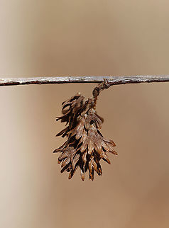 Yellow Birch Catkin - Betula alleghaniensis Cone-like catkins with many hairy scales containing 2-winged nutlets. They mature in autumn and disperse in winter.

Fun fact: The twigs smell like wintergreen when scraped or broken. Also, birch can be tapped for sap to make syrup. It isn't as sweet as maple syrup and has a stronger flavor.

Habitat: Meadow/wetland edge Betula,Betula alleghaniensis,Geotagged,United States,Winter,Yellow birch,catkin,swamp birch