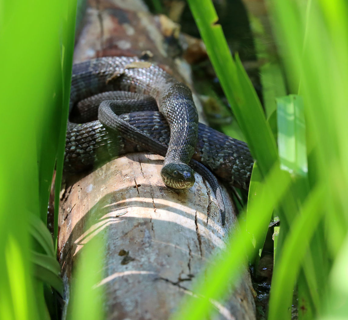 Northern Water Snake - Nerodia sipedon This snake was pretty small and had a great hiding spot on a log amidst the reeds on the edge of a pond.<br />
<br />
Habitat: Pond Geotagged,Nerodia,Nerodia sipedon,Northern Water Snake,Spring,United States,snake,water snake