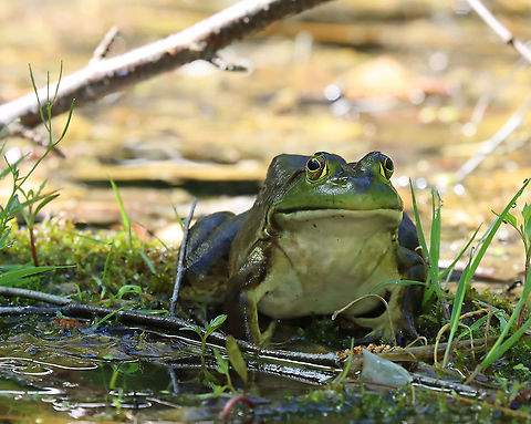 American Bullfrog - Lithobates catesbeianus This dude was huge. It was about 13 cm long from snout to vent!

Habitat: Pond
https://www.jungledragon.com/image/94631/american_bullfrog_-_lithobates_catesbeianus.html American Bullfrog,Geotagged,Lithobates,Lithobates catesbeianus,Spring,United States,bullfrog,frog