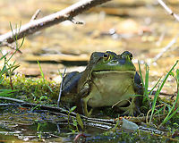 American Bullfrog - Lithobates catesbeianus This dude was huge. It was about 13 cm long from snout to vent!<br />
<br />
Habitat: Pond<br />
https://www.jungledragon.com/image/94631/american_bullfrog_-_lithobates_catesbeianus.html American Bullfrog,Geotagged,Lithobates,Lithobates catesbeianus,Spring,United States,bullfrog,frog