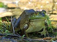 American Bullfrog - Lithobates catesbeianus This dude was huge. It was about 13 cm long from snout to vent!<br />
<br />
Habitat: Pond<br />
https://www.jungledragon.com/image/94630/american_bullfrog_-_lithobates_catesbeianus.html American Bullfrog,Geotagged,Lithobates catesbeianus,Spring,United States