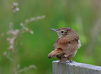 House Wren - Troglodytes aedon This cutie had some grayish, fluffy feathers on its head, which made me wonder if it could be a fledgling? It showed no real fear of me, but eventually flew to some nearby vegetation.<br />
<br />
Habitat: Resting on a nesting box in a pondside meadow.<br />
https://www.jungledragon.com/image/94683/house_wren_-_troglodytes_aedon.html Geotagged,House wren,Spring,Troglodytes,Troglodytes aedon,United States,wren
