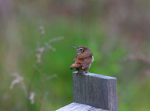 House Wren - Troglodytes aedon This cutie had some grayish, fluffy feathers on its head, which made me wonder if it could be a fledgling? It showed no real fear of me, but eventually flew to some nearby vegetation.

Habitat: Resting on a nesting box in a pondside meadow.
https://www.jungledragon.com/image/94682/house_wren_-_troglodytes_aedon.html Geotagged,House wren,Spring,Troglodytes aedon,United States,wren