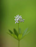 Sweetscented Bedstraw - Galium odoratum This mat-forming plant produces whorls of 6 to 8 fragrant leaves, which smell like freshly mowed hay. It is listed as being absent from Connecticut, but is not since I found it in Connecticut.<br />
<br />
The sweet scent of this plant is derived from coumarin. This smell increases with wilting and the dried plant is used in potpourri, as a moth deterrent, and as a flavoring in beverages.<br />
<br />
Habitat: Mixed forest<br />
https://www.jungledragon.com/image/94686/sweetscented_bedstraw_-_galium_odoratum.html<br />
https://www.jungledragon.com/image/94685/sweetscented_bedstraw_-_galium_odoratum.html Galium,Galium odoratum,Geotagged,Spring,Sweetscented Bedstraw,United States,bedstraw