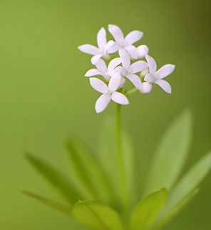 Sweetscented Bedstraw - Galium odoratum This mat-forming plant produces whorls of 6 to 8 fragrant leaves, which smell like freshly mowed hay. It is listed as being absent from Connecticut, but is not since I found it in Connecticut.

The sweet scent of this plant is derived from coumarin. This smell increases with wilting and the dried plant is used in potpourri, as a moth deterrent, and as a flavoring in beverages.

Habitat: Mixed forest
https://www.jungledragon.com/image/94686/sweetscented_bedstraw_-_galium_odoratum.html
https://www.jungledragon.com/image/94684/sweetscented_bedstraw_-_galium_odoratum.html Galium,Galium odoratum,Geotagged,Spring,Sweetscented Bedstraw,United States,bedstraw