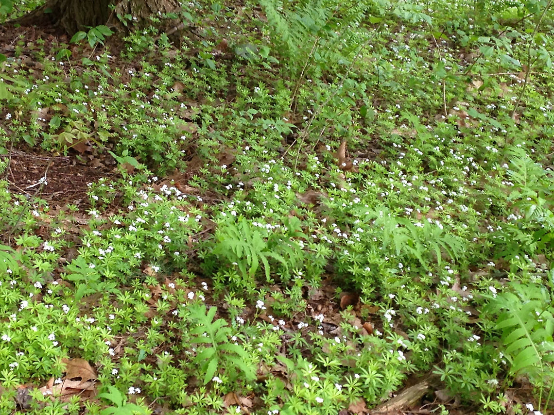 Sweetscented Bedstraw - Galium odoratum This mat-forming plant produces whorls of 6 to 8 fragrant leaves, which smell like freshly mowed hay. It is listed as being absent from Connecticut, but is not since I found it in Connecticut.<br />
<br />
The sweet scent of this plant is derived from coumarin. This smell increases with wilting and the dried plant is used in potpourri, as a moth deterrent, and as a flavoring in beverages.<br />
<br />
Habitat: Mixed forest<br />
<figure class="photo"><a href="https://www.jungledragon.com/image/94685/sweetscented_bedstraw_-_galium_odoratum.html" title="Sweetscented Bedstraw - Galium odoratum"><img src="https://s3.amazonaws.com/media.jungledragon.com/images/3232/94685_thumb.jpg?AWSAccessKeyId=05GMT0V3GWVNE7GGM1R2&Expires=1763596810&Signature=Zs9v01pFBr7RPtS6fTml0h4OiQA%3D" width="140" height="152" alt="Sweetscented Bedstraw - Galium odoratum This mat-forming plant produces whorls of 6 to 8 fragrant leaves, which smell like freshly mowed hay. It is listed as being absent from Connecticut, but is not since I found it in Connecticut.<br />
<br />
The sweet scent of this plant is derived from coumarin. This smell increases with wilting and the dried plant is used in potpourri, as a moth deterrent, and as a flavoring in beverages.<br />
<br />
Habitat: Mixed forest<br />
https://www.jungledragon.com/image/94686/sweetscented_bedstraw_-_galium_odoratum.html<br />
https://www.jungledragon.com/image/94684/sweetscented_bedstraw_-_galium_odoratum.html Galium,Galium odoratum,Geotagged,Spring,Sweetscented Bedstraw,United States,bedstraw" /></a></figure><br />
<figure class="photo"><a href="https://www.jungledragon.com/image/94684/sweetscented_bedstraw_-_galium_odoratum.html" title="Sweetscented Bedstraw - Galium odoratum"><img src="https://s3.amazonaws.com/media.jungledragon.com/images/3232/94684_thumb.jpg?AWSAccessKeyId=05GMT0V3GWVNE7GGM1R2&Expires=1763596810&Signature=yJZiFrKU4hNaso4rTfn1vG0vZ5A%3D" width="118" height="152" alt="Sweetscented Bedstraw - Galium odoratum This mat-forming plant produces whorls of 6 to 8 fragrant leaves, which smell like freshly mowed hay. It is listed as being absent from Connecticut, but is not since I found it in Connecticut.<br />
<br />
The sweet scent of this plant is derived from coumarin. This smell increases with wilting and the dried plant is used in potpourri, as a moth deterrent, and as a flavoring in beverages.<br />
<br />
Habitat: Mixed forest<br />
https://www.jungledragon.com/image/94686/sweetscented_bedstraw_-_galium_odoratum.html<br />
https://www.jungledragon.com/image/94685/sweetscented_bedstraw_-_galium_odoratum.html Galium,Galium odoratum,Geotagged,Spring,Sweetscented Bedstraw,United States,bedstraw" /></a></figure> Galium odoratum,Geotagged,Spring,Sweetscented Bedstraw,United States,bedstraw