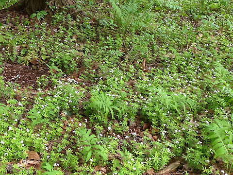 Sweetscented Bedstraw - Galium odoratum This mat-forming plant produces whorls of 6 to 8 fragrant leaves, which smell like freshly mowed hay. It is listed as being absent from Connecticut, but is not since I found it in Connecticut.

The sweet scent of this plant is derived from coumarin. This smell increases with wilting and the dried plant is used in potpourri, as a moth deterrent, and as a flavoring in beverages.

Habitat: Mixed forest
https://www.jungledragon.com/image/94685/sweetscented_bedstraw_-_galium_odoratum.html
https://www.jungledragon.com/image/94684/sweetscented_bedstraw_-_galium_odoratum.html Galium odoratum,Geotagged,Spring,Sweetscented Bedstraw,United States,bedstraw