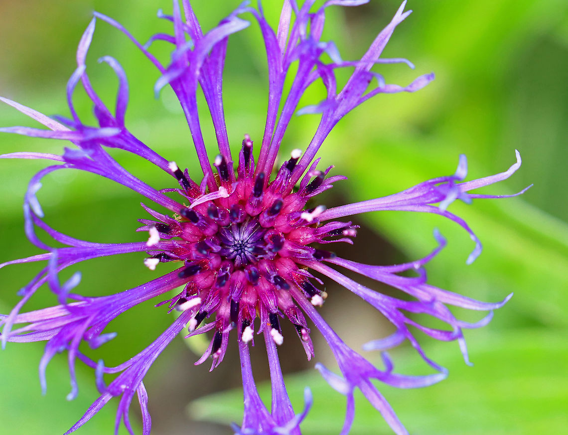 Mountain Bluet - Centaurea montana One of my favorites!<br />
<br />
Solitary, fringed, purple flowers with pink/red centers and black-edged involucre bracts. Flowers sit atop on unbranched stems and grow 1-2' tall. Large, green, lance-shaped leaves grow up to 7" long. <br />
<br />
Habitat: Rural garden<br />
<figure class="photo"><a href="https://www.jungledragon.com/image/94689/mountain_bluet_-_centaurea_montana.html" title="Mountain Bluet - Centaurea montana"><img src="https://s3.amazonaws.com/media.jungledragon.com/images/3232/94689_thumb.jpg?AWSAccessKeyId=05GMT0V3GWVNE7GGM1R2&Expires=1759968010&Signature=cQ4aJtvnBD%2Fi9O%2FcHsnXX3jkqpk%3D" width="110" height="152" alt="Mountain Bluet - Centaurea montana Solitary, fringed, purple flowers with pink/red centers and black-edged involucre bracts. Flowers sit atop on unbranched stems and grow 1-2' tall. Large, green, lance-shaped leaves grow up to 7" long.<br />
<br />
Habitat: Rural garden<br />
https://www.jungledragon.com/image/94687/mountain_bluet_-_centaurea_montana.html<br />
https://www.jungledragon.com/image/94688/mountain_bluet_-_centaurea_montana.html<br />
Centaurea montana,Geotagged,Mountain bluet,Spring,United States" /></a></figure><br />
<figure class="photo"><a href="https://www.jungledragon.com/image/94688/mountain_bluet_-_centaurea_montana.html" title="Mountain Bluet - Centaurea montana"><img src="https://s3.amazonaws.com/media.jungledragon.com/images/3232/94688_thumb.jpg?AWSAccessKeyId=05GMT0V3GWVNE7GGM1R2&Expires=1759968010&Signature=uIElW0JMi6TIir7WC2RpKBx7WQw%3D" width="118" height="152" alt="Mountain Bluet - Centaurea montana Solitary, fringed, purple flowers with pink/red centers and black-edged involucre bracts. Flowers sit atop on unbranched stems and grow 1-2' tall. Large, green, lance-shaped leaves grow up to 7" long.<br />
<br />
Habitat: Rural garden<br />
https://www.jungledragon.com/image/94687/mountain_bluet_-_centaurea_montana.html<br />
https://www.jungledragon.com/image/94689/mountain_bluet_-_centaurea_montana.html Centaurea montana,Geotagged,Mountain bluet,Spring,United States" /></a></figure> Centaurea,Centaurea montana,Geotagged,Mountain bluet,Spring,United States