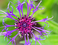 Mountain Bluet - Centaurea montana One of my favorites!<br />
<br />
Solitary, fringed, purple flowers with pink/red centers and black-edged involucre bracts. Flowers sit atop on unbranched stems and grow 1-2' tall. Large, green, lance-shaped leaves grow up to 7" long. <br />
<br />
Habitat: Rural garden<br />
https://www.jungledragon.com/image/94689/mountain_bluet_-_centaurea_montana.html<br />
https://www.jungledragon.com/image/94688/mountain_bluet_-_centaurea_montana.html Centaurea,Centaurea montana,Geotagged,Mountain bluet,Spring,United States