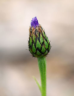 Mountain Bluet - Centaurea montana Solitary, fringed, purple flowers with pink/red centers and black-edged involucre bracts. Flowers sit atop on unbranched stems and grow 1-2' tall. Large, green, lance-shaped leaves grow up to 7" long.

Habitat: Rural garden
https://www.jungledragon.com/image/94687/mountain_bluet_-_centaurea_montana.html
https://www.jungledragon.com/image/94689/mountain_bluet_-_centaurea_montana.html Centaurea montana,Geotagged,Mountain bluet,Spring,United States