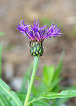 Mountain Bluet - Centaurea montana Solitary, fringed, purple flowers with pink/red centers and black-edged involucre bracts. Flowers sit atop on unbranched stems and grow 1-2' tall. Large, green, lance-shaped leaves grow up to 7" long.<br />
<br />
Habitat: Rural garden<br />
https://www.jungledragon.com/image/94687/mountain_bluet_-_centaurea_montana.html<br />
https://www.jungledragon.com/image/94688/mountain_bluet_-_centaurea_montana.html<br />
Centaurea montana,Geotagged,Mountain bluet,Spring,United States