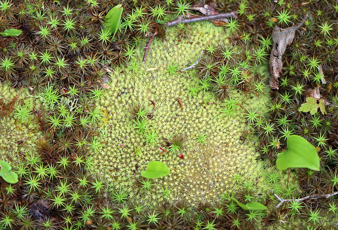 Pincushion Moss - Leucobryum glaucum *ID is tentative*<br />
<br />
Habitat: Mixed forest Geotagged,Leucobryum,Leucobryum glaucum,Pin cushion moss,Pincushion Moss,Spring,United States,moss