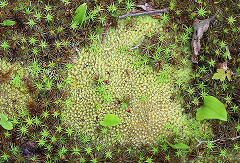 Pincushion Moss - Leucobryum glaucum *ID is tentative*

Habitat: Mixed forest Geotagged,Leucobryum,Leucobryum glaucum,Pin cushion moss,Pincushion Moss,Spring,United States,moss