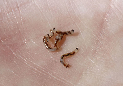 Fungus Gnat Larvae? Found en masse under the bark of a rotting snag

Habitat: Mixed forest
https://www.jungledragon.com/image/94727/fungus_gnat_larvae.html Geotagged,United States,Winter,larva,larvae