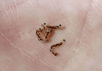 Fungus Gnat Larvae? Found en masse under the bark of a rotting snag<br />
<br />
Habitat: Mixed forest<br />
https://www.jungledragon.com/image/94727/fungus_gnat_larvae.html Geotagged,United States,Winter,larva,larvae