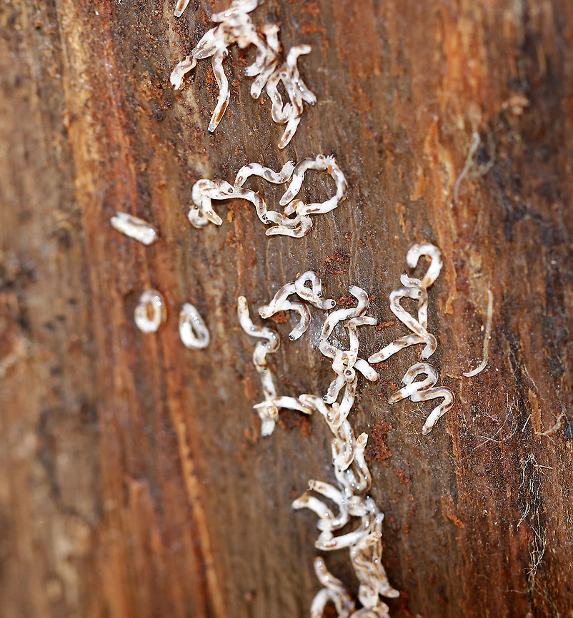 Fungus Gnat Larvae? Found en masse under the bark of a rotting snag<br />
<br />
Habitat: Mixed forest<br />
<figure class="photo"><a href="https://www.jungledragon.com/image/94725/fungus_gnat_larvae.html" title="Fungus Gnat Larvae?"><img src="https://s3.amazonaws.com/media.jungledragon.com/images/3232/94725_thumb.jpg?AWSAccessKeyId=05GMT0V3GWVNE7GGM1R2&Expires=1759968010&Signature=LkZNPMLY6kN%2Bwn%2F%2FeIXk%2BvOzRq4%3D" width="200" height="142" alt="Fungus Gnat Larvae? Found en masse under the bark of a rotting snag<br />
<br />
Habitat: Mixed forest<br />
https://www.jungledragon.com/image/94727/fungus_gnat_larvae.html Geotagged,United States,Winter,larva,larvae" /></a></figure> Geotagged,United States,Winter