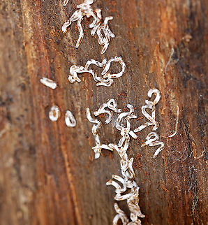 Fungus Gnat Larvae? Found en masse under the bark of a rotting snag

Habitat: Mixed forest
https://www.jungledragon.com/image/94725/fungus_gnat_larvae.html Geotagged,United States,Winter