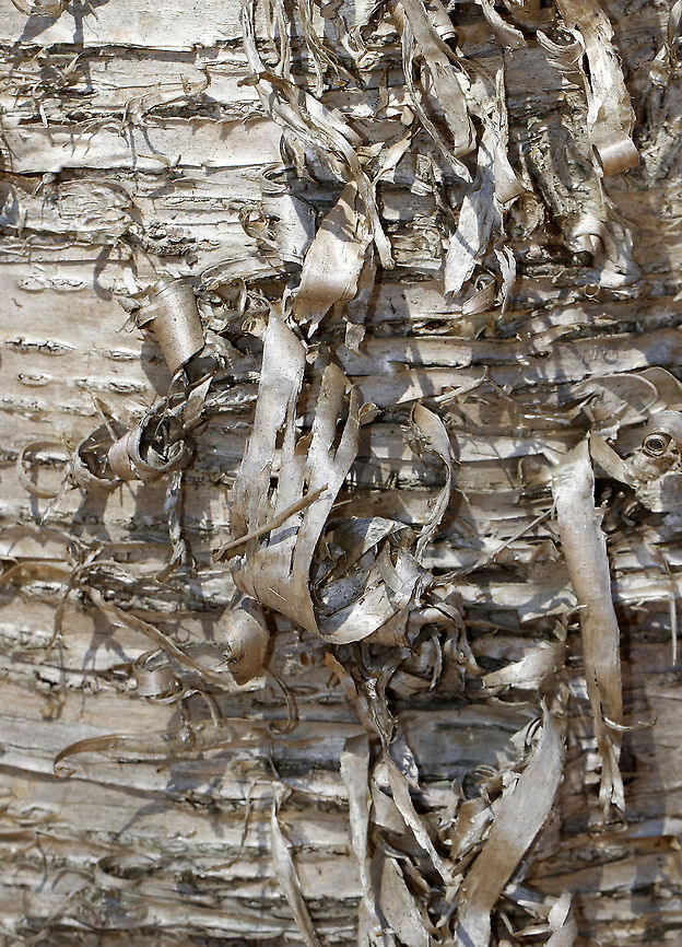Yellow Birch - Betula alleghaniensis The outer layers of the bark peel horizontally in curly, papery strips. The inner bark has a wintergreen smell and taste, as do the twigs.<br />
<br />
Habitat: Mixed forest Betula,Betula alleghaniensis,Geotagged,Golden Birch,Gray Birch,Silver Birch,Swamp Birch,United States,Winter,Yellow birch,bark,birch