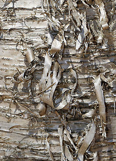 Yellow Birch - Betula alleghaniensis The outer layers of the bark peel horizontally in curly, papery strips. The inner bark has a wintergreen smell and taste, as do the twigs.

Habitat: Mixed forest Betula,Betula alleghaniensis,Geotagged,Golden Birch,Gray Birch,Silver Birch,Swamp Birch,United States,Winter,Yellow birch,bark,birch