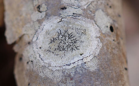 Script Lichen - Graphis scripta I can't help but photograph these, regardless of how many pictures I've already taken of them.

Habitat: hardwood Geotagged,Graphis,Graphis scripta,United States,Winter,lichen,script lichen