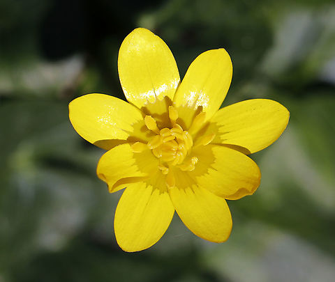 Fig Buttercup - Ficaria verna A low-growing, hairless perennial flowering plant in the buttercup family. It has fleshy dark green, heart-shaped leaves and distinctive flowers with 7-12 bright yellow, glossy petals. Once established, it spreads rapidly, forming a solid green blanket across the ground through which native plants are unable to penetrate.

It is native to Europe and west Asia. It has been introduced in North America, where it is known by the common name Fig Buttercup and considered an invasive species. The plant is poisonous if ingested raw and potentially fatal to grazing animals and livestock such as horses, cattle, and sheep.

Habitat: Stream bank Ficaria,Ficaria verna,Geotagged,Lesser celandine,United States,Winter