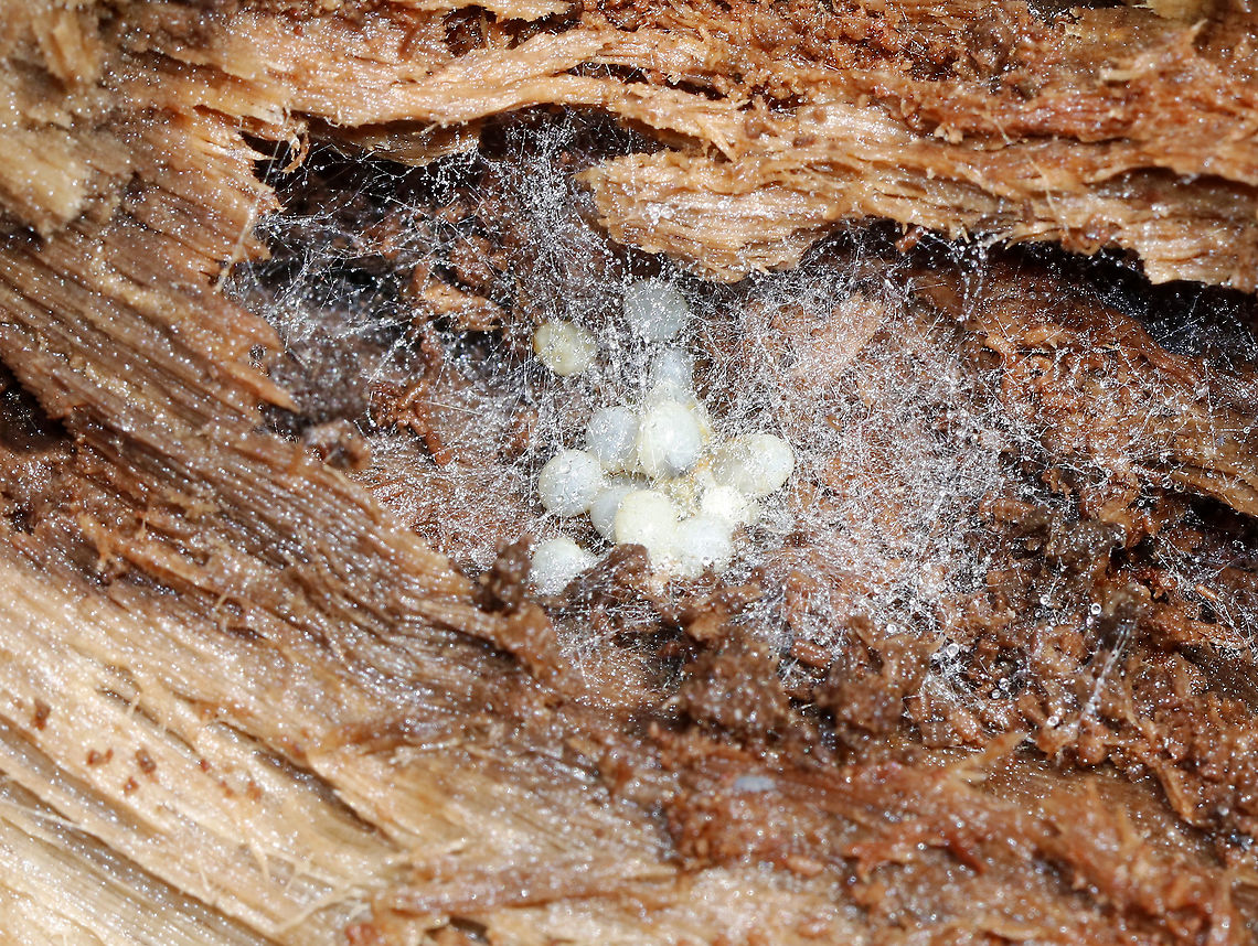 Eggs in Rotting Wood There were about 14 eggs covered in silk. I'm guessing they are probably spider eggs.<br />
<br />
Habitat: Inside a rotting log; mixed forest Geotagged,United States,Winter,eggs,spider eggs