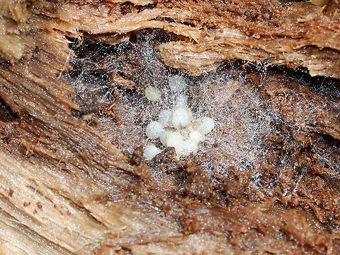 Eggs in Rotting Wood There were about 14 eggs covered in silk. I'm guessing they are probably spider eggs.

Habitat: Inside a rotting log; mixed forest Geotagged,United States,Winter,eggs,spider eggs