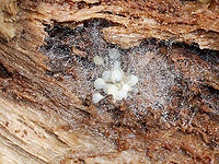 Eggs in Rotting Wood There were about 14 eggs covered in silk. I'm guessing they are probably spider eggs.<br />
<br />
Habitat: Inside a rotting log; mixed forest Geotagged,United States,Winter,eggs,spider eggs