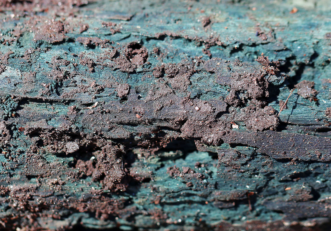 Chlorociboria-Infected Wood - Chlorociboria sp. Blue wood is a characteristic of wood that has been infected with Chlorociboria fungus. No fruiting bodies were present. <br />
<br />
Chlorociboria species contain a napthaquinone pigment called xylindein, which is the reason for the characteristic bluish-green stain that occurs on wood that's infected by this species.<br />
<br />
Habitat: Rotting wood in a mixed forest Chlorociboria,Geotagged,United States,Winter,fungus