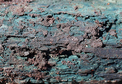 Chlorociboria-Infected Wood - Chlorociboria sp. Blue wood is a characteristic of wood that has been infected with Chlorociboria fungus. No fruiting bodies were present. 

Chlorociboria species contain a napthaquinone pigment called xylindein, which is the reason for the characteristic bluish-green stain that occurs on wood that's infected by this species.

Habitat: Rotting wood in a mixed forest Chlorociboria,Geotagged,United States,Winter,fungus
