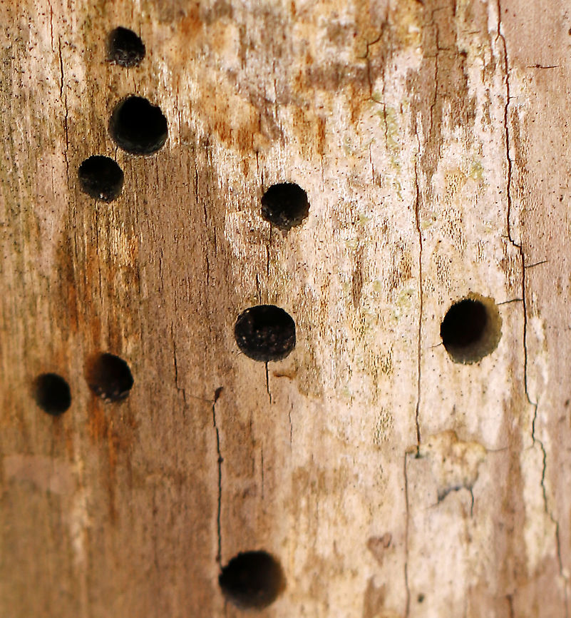 Carpenter Bee Holes These holes were perfectly round and large  (~13 mm diameter).  Carpenter bees are not social insects. Instead of making a common nest, they drill holes in wood and chew tunnels that contain 6-8 brood chambers for their young. The females place bee bread (pollen mixed with regurgitated nectar) in each chamber, they lay an egg on the food,  and then they seal off the chamber. The larvae eat the bee bread, pupate, and eventually emerge as adult bees. Geotagged,United States,Winter,carpenter bee,carpenter bee holes,holes in wood,signs of wildlife