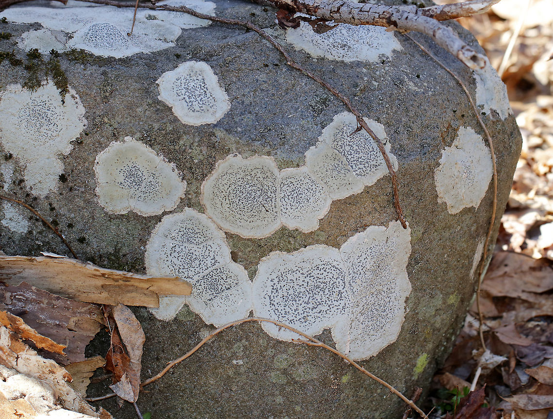 Smoky-eye Boulder Lichen - Porpidia albocaerulescens This crustose lichen had such beautiful, blue apothecia and was completely stunning. The apothecia were rimmed with black/dark blue and the thallus was gray.  This rock was covered in them!<br />
<br />
Habitat: Mixed forest  Geotagged,Porpidia,Porpidia albocaerulescens,Smokey-eyed Boulder Lichen,United States,Winter,lichen