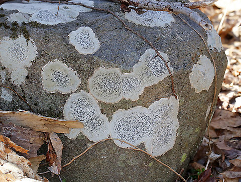 Smoky-eye Boulder Lichen - Porpidia albocaerulescens This crustose lichen had such beautiful, blue apothecia and was completely stunning. The apothecia were rimmed with black/dark blue and the thallus was gray.  This rock was covered in them!

Habitat: Mixed forest  Geotagged,Porpidia,Porpidia albocaerulescens,Smokey-eyed Boulder Lichen,United States,Winter,lichen