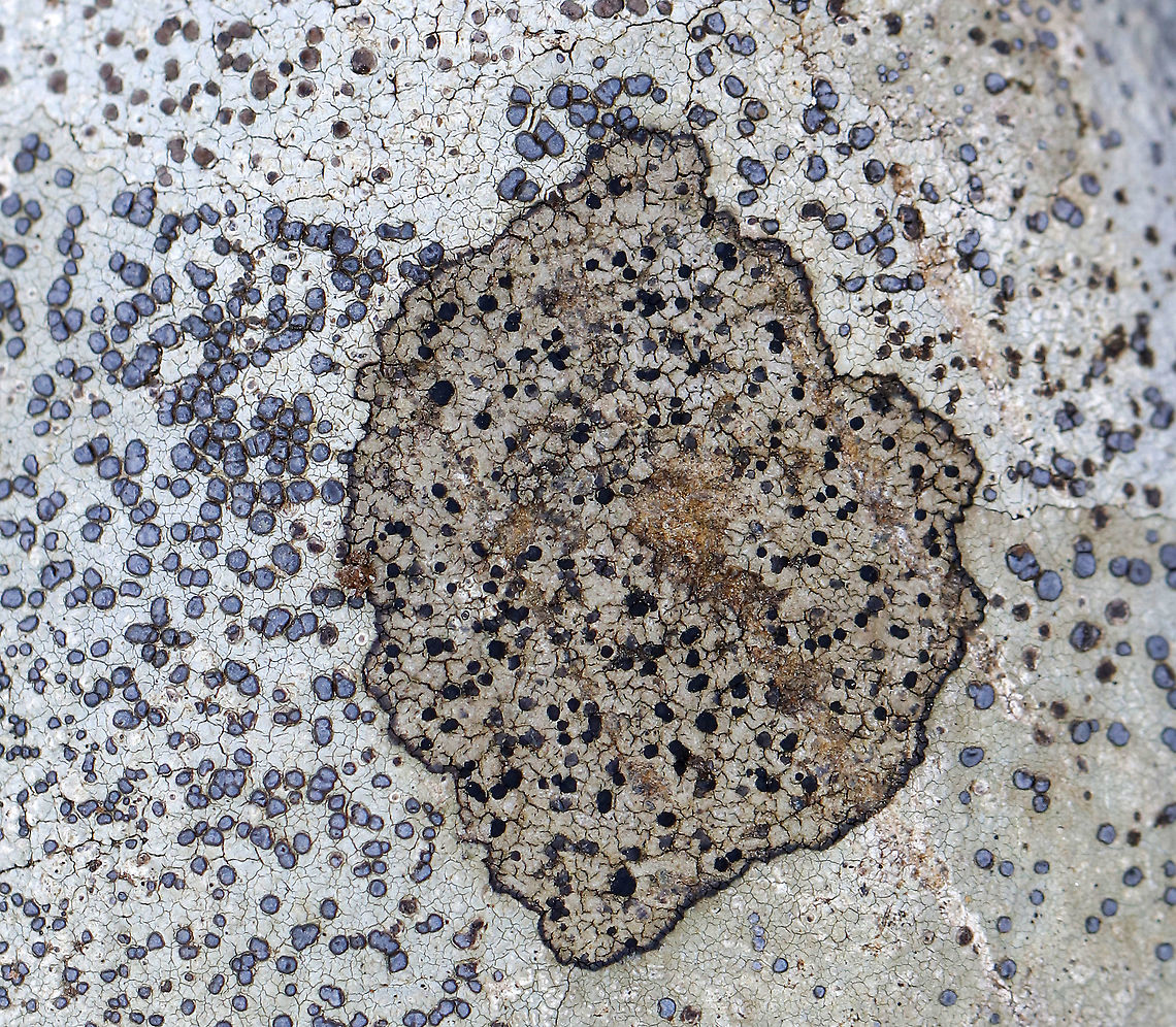 Lichen - Possibly Buellia sp. Surrounded by Porpidia albocaerulescens.<br />
<br />
Habitat: Rock in a mixed forest Buellia,Geotagged,United States,Winter,lichen