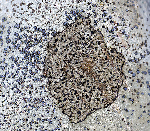 Lichen - Possibly Buellia sp. Surrounded by Porpidia albocaerulescens.

Habitat: Rock in a mixed forest Buellia,Geotagged,United States,Winter,lichen