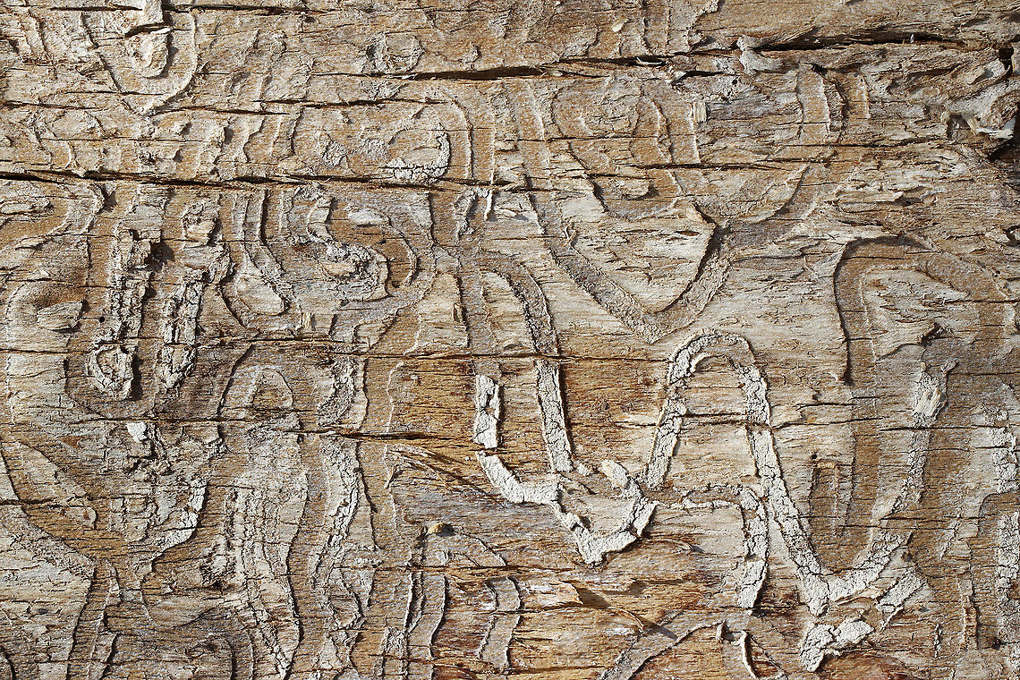 Beetle Galleries These meandering galleries were either made by a toddler or by emerald ash borer (Agrilus planipennis) larvae.<br />
<br />
Habitat: Deciduous forest Buprestidae,Geotagged,Spring,United States,beetle galleries,emerald ash borer galleries,galleries,wood-boring beetle larva