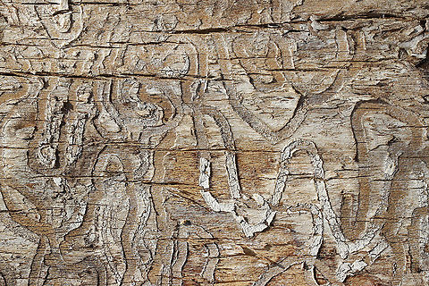 Beetle Galleries These meandering galleries were either made by a toddler or by emerald ash borer (Agrilus planipennis) larvae.

Habitat: Deciduous forest Buprestidae,Geotagged,Spring,United States,beetle galleries,emerald ash borer galleries,galleries,wood-boring beetle larva