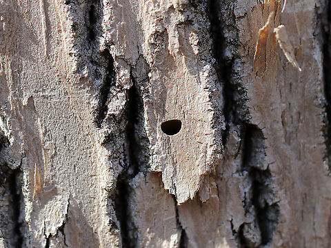 Wood Boring Beetle Exit Hole - Possibly from Emerald Ash Borer (Agrilus planipennis) I'm not sure what kind of tree this is, possibly Ash (Fraxinus sp.). It had extensive flecking caused by woodpeckers, which is a sign that the tree had lots of insect larvae. Of course, woodpeckers will attack nearly any tree with insect larvae, such extensive damage is often a sign of infestation with the dreaded Emerald Ash Borer (Agrilus planipennis). I also found plenty of exit holes, many of which were D-shaped, as seen in this photo. Most native borers would have rounder holes. This exit hole was ~ 3 mm. Agrilus,Geotagged,Spring,United States,Wood Boring Beetle Exit Hole,emerald ash borer,exit hole